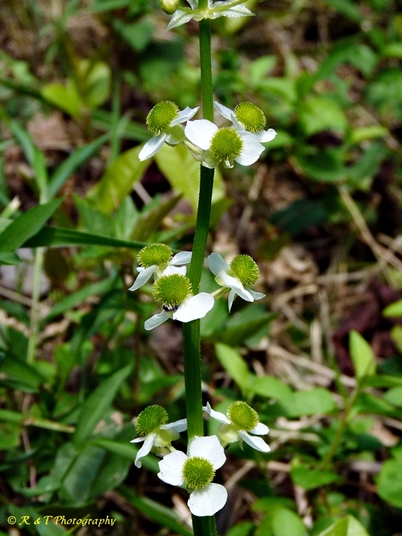 {Sagittaria australis}